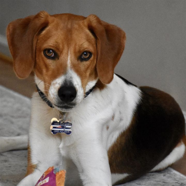 Floppy *Adopt or Foster* 1