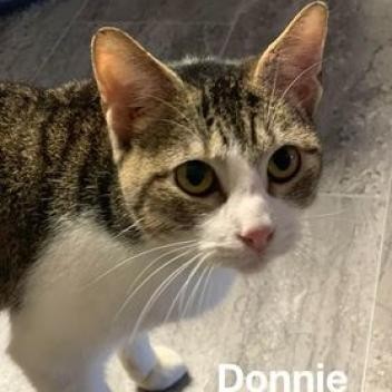 Donnie, an adoptable Domestic Short Hair in Island Park, NY_image-2