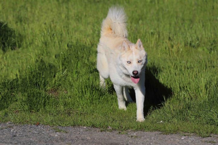 Biscotti, an adoptable Siberian Husky in Walnut Creek, CA_image-3