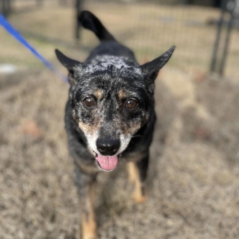 Roz, an adoptable Australian Cattle Dog / Blue Heeler in Chicago, IL_image-2