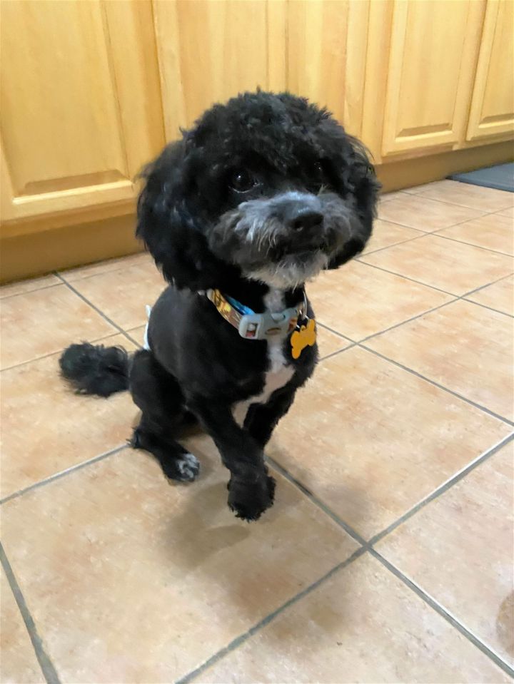 SHAGGY 1