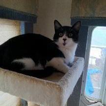 Domino, an adoptable Tuxedo & Domestic Short Hair Mix in Antioch, CA_image-2