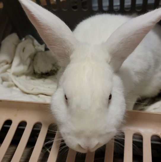 Bunny Valastro 2