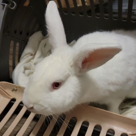 Bunny Valastro 3