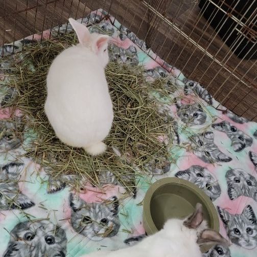 Bunny Valastro 5