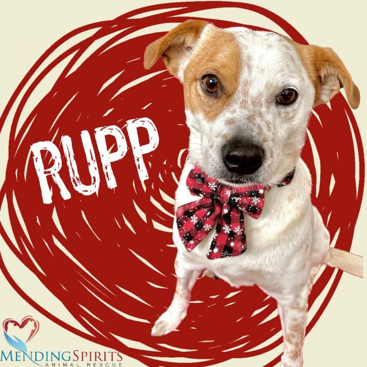 Rupp, an adoptable Cattle Dog & Jack Russell Terrier Mix in Mankato, MN_image-2