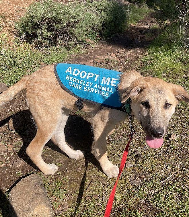 Carmichael **ADOPTION FEE WAIVED**