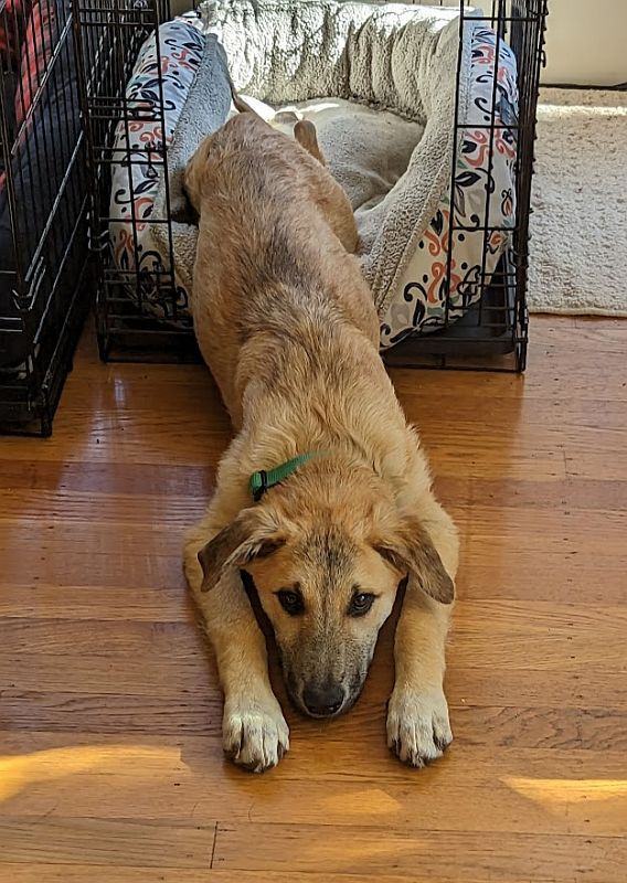 Carmichael **ADOPTION FEE WAIVED** 4