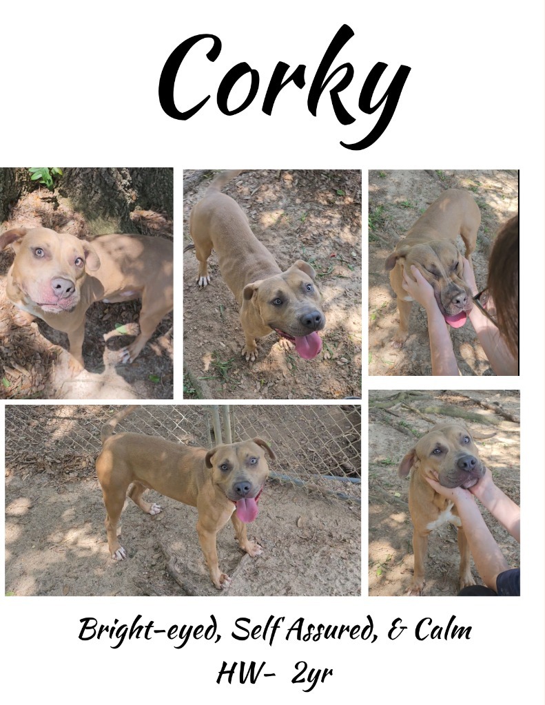 Corky, an adoptable Labrador Retriever, Mixed Breed in Albany, GA, 31706 | Photo Image 1
