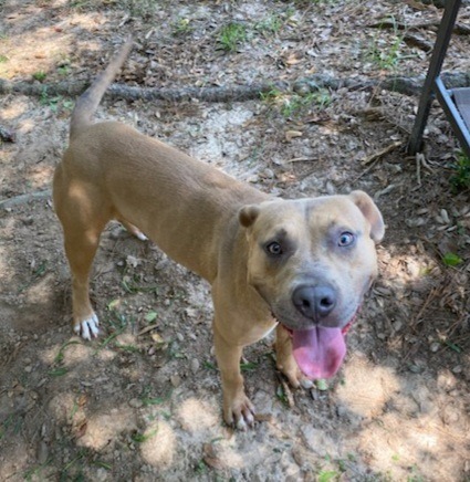 Corky, an adoptable Labrador Retriever, Mixed Breed in Albany, GA, 31706 | Photo Image 2