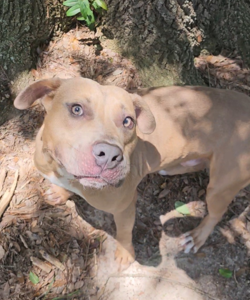 Corky, an adoptable Labrador Retriever, Mixed Breed in Albany, GA, 31706 | Photo Image 3
