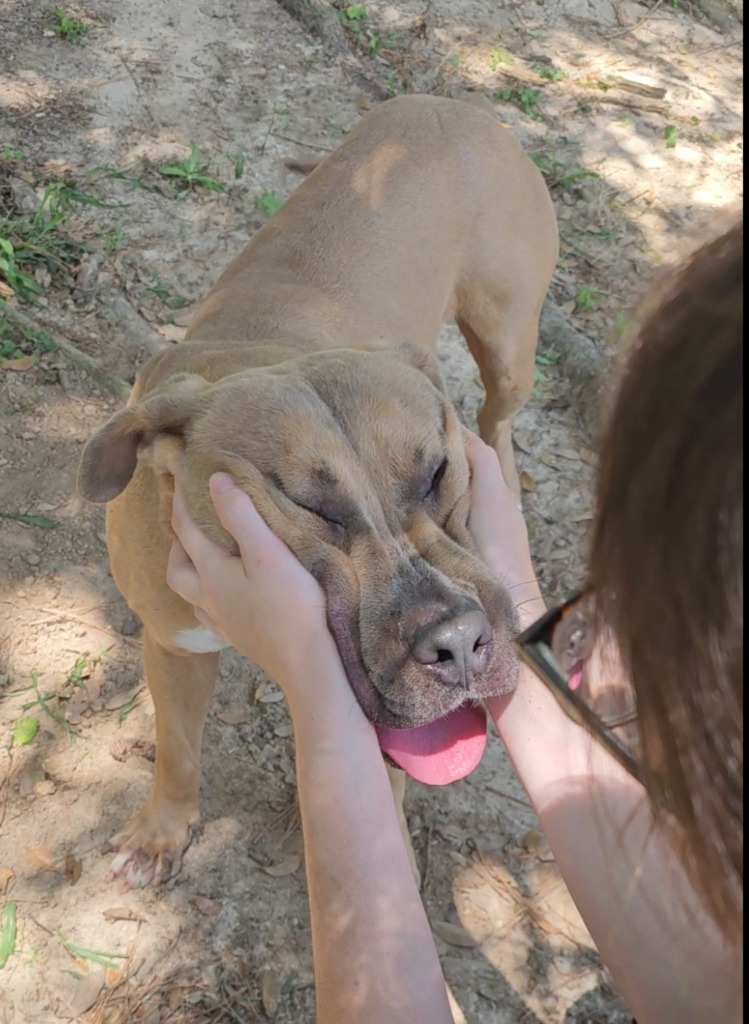 Corky, an adoptable Labrador Retriever, Mixed Breed in Albany, GA, 31706 | Photo Image 4