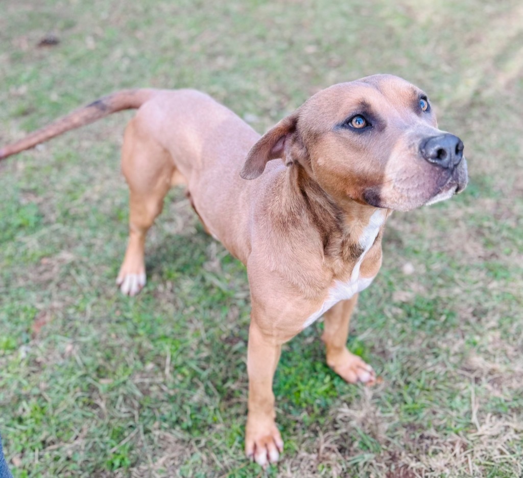 Corky, an adoptable Labrador Retriever, Mixed Breed in Albany, GA, 31706 | Photo Image 5