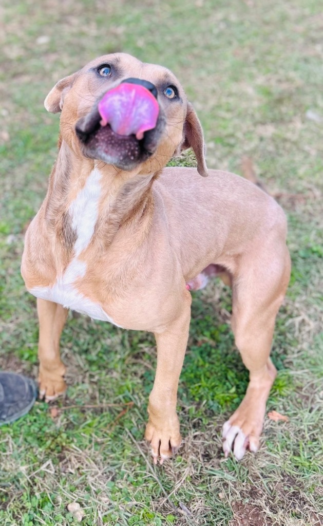 Corky, an adoptable Labrador Retriever, Mixed Breed in Albany, GA, 31706 | Photo Image 6