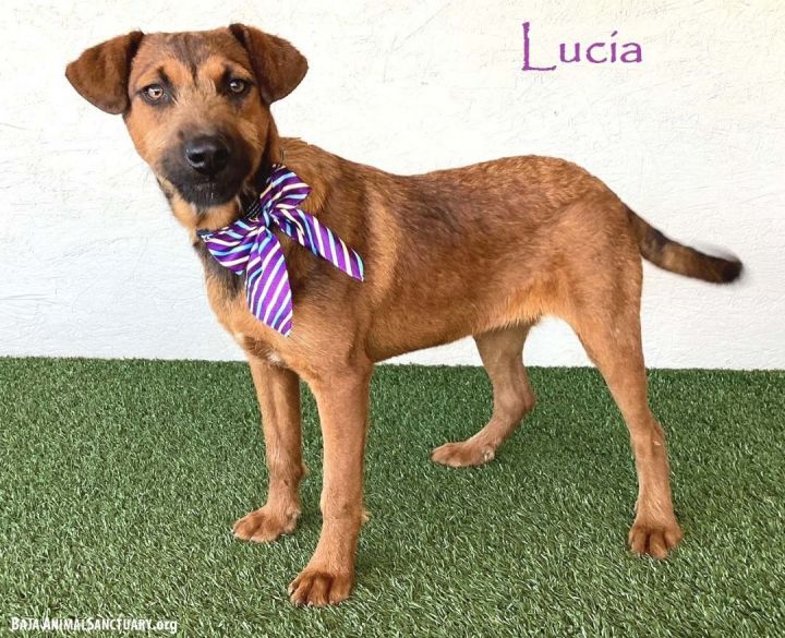 Lucia, an adoptable Shepherd Mix in San Diego, CA_image-1