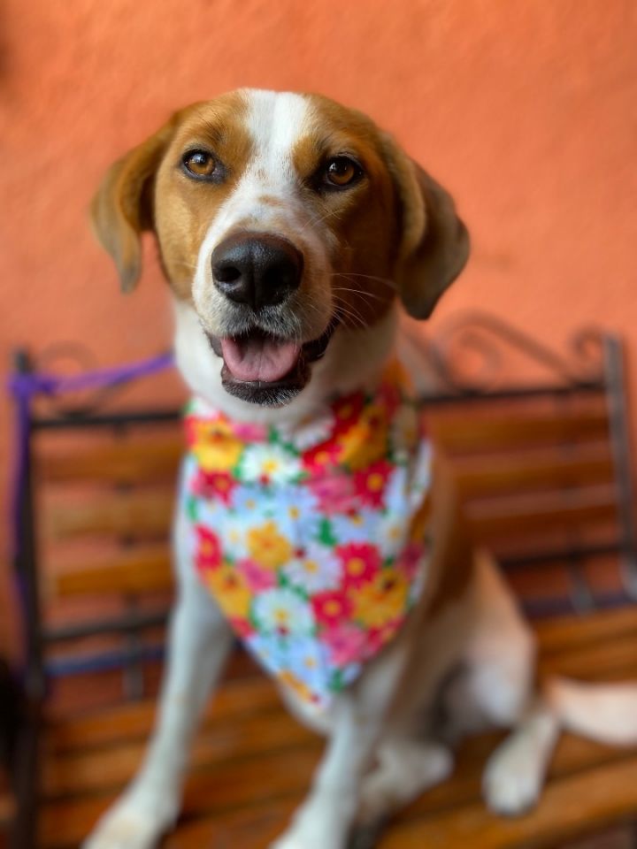 Maky, an adoptable American Foxhound & Fox Terrier Mix in Brooklyn, CT_image-1