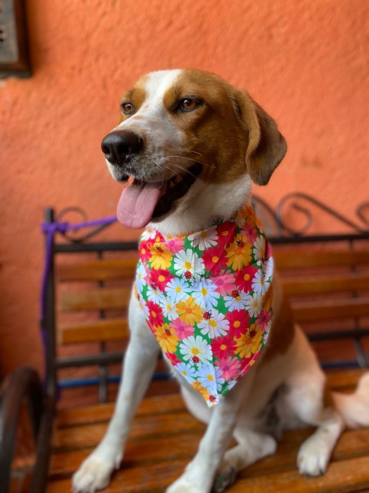 Maky, an adoptable American Foxhound & Fox Terrier Mix in Brooklyn, CT_image-5