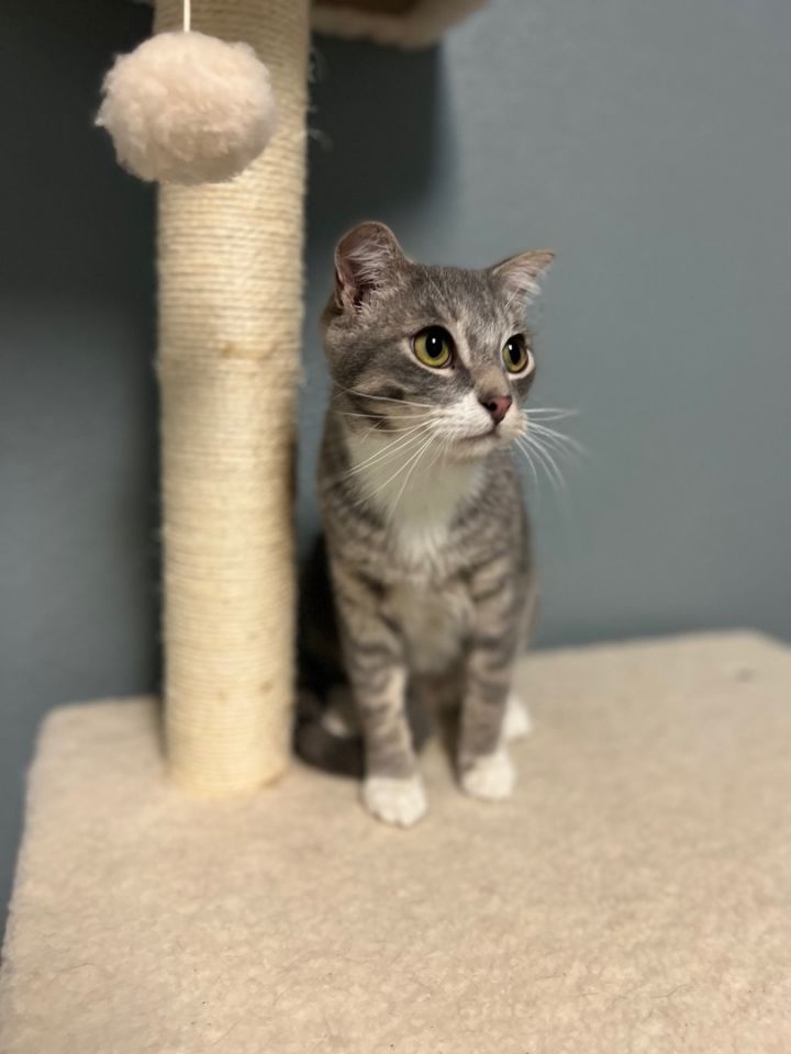 Styx, an adoptable Domestic Short Hair in Newton, IL_image-3