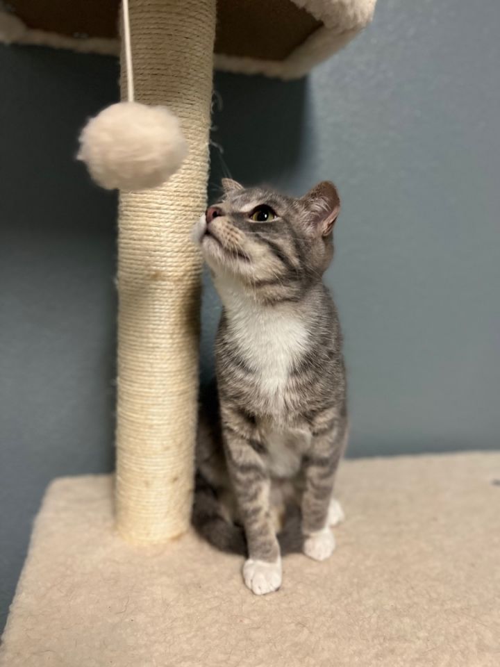 Styx, an adoptable Domestic Short Hair in Newton, IL_image-6