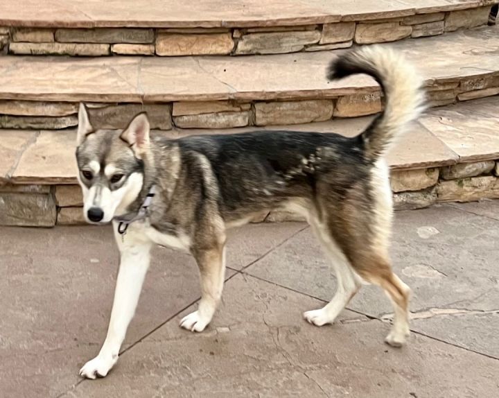 SOS! TWILIGHT NEEDS FOSTER/ADOPTER , an adoptable Husky & German Shepherd Dog Mix in Rancho Cucamonga, CA_image-2
