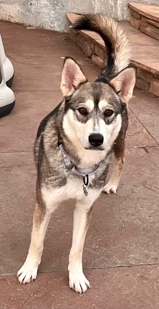 SOS! TWILIGHT NEEDS FOSTER/ADOPTER , an adoptable Husky & German Shepherd Dog Mix in Rancho Cucamonga, CA_image-3
