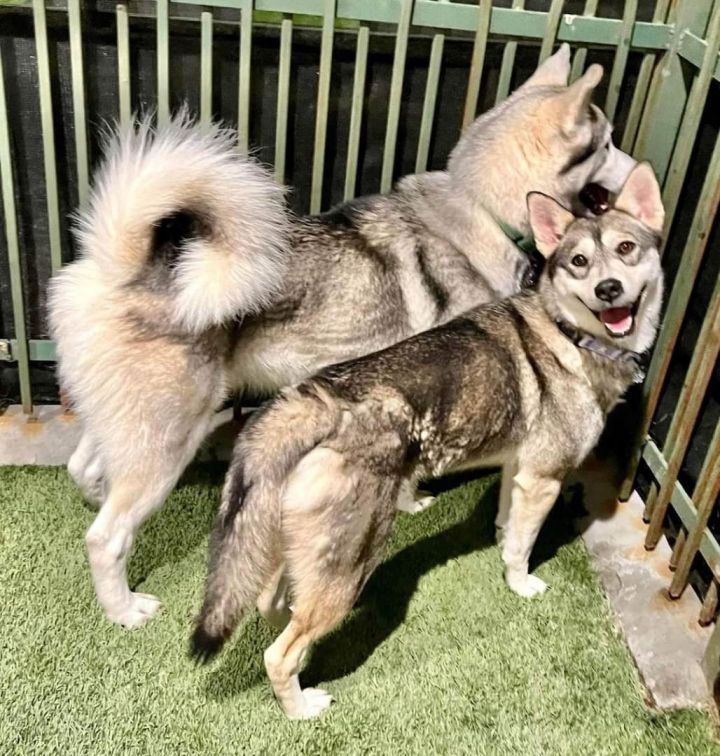 SOS! TWILIGHT NEEDS FOSTER/ADOPTER , an adoptable Husky & German Shepherd Dog Mix in Rancho Cucamonga, CA_image-4