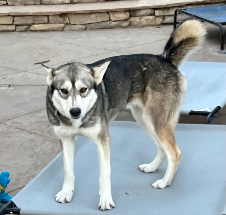 SOS! TWILIGHT NEEDS FOSTER/ADOPTER , an adoptable Husky & German Shepherd Dog Mix in Rancho Cucamonga, CA_image-1