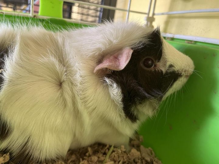 Mosquito, an adoptable Guinea Pig in Indianapolis, IN_image-1