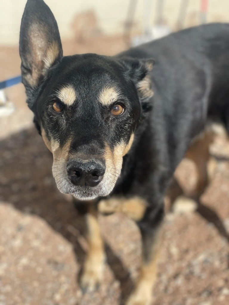 Bella Luna, an adoptable Shepherd in Salt Lake City, UT, 84117 | Photo Image 2