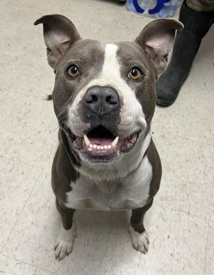 Bubba Blu 2