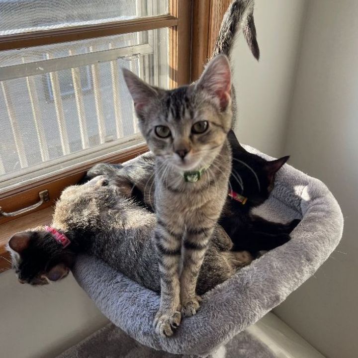 Pepper (BONDED WITH POPPY), an adoptable Domestic Short Hair Mix in Roseville, MN_image-3
