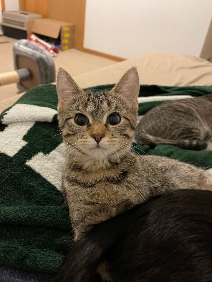 Pepper (BONDED WITH POPPY), an adoptable Domestic Short Hair Mix in Roseville, MN_image-1