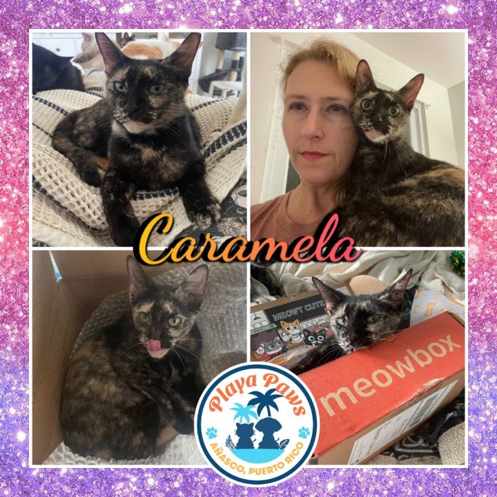Caramela , an adoptable Tortoiseshell & Domestic Short Hair Mix in Anasco, PR_image-4