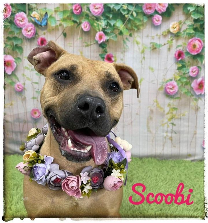 SCOOBI - In Foster 3