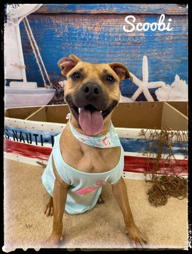 SCOOBI - In Foster
