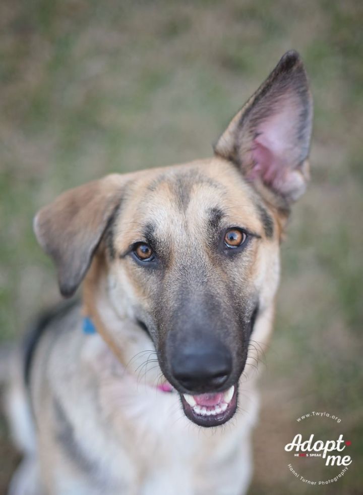 Paris, an adoptable German Shepherd Dog in Kingwood, TX_image-1