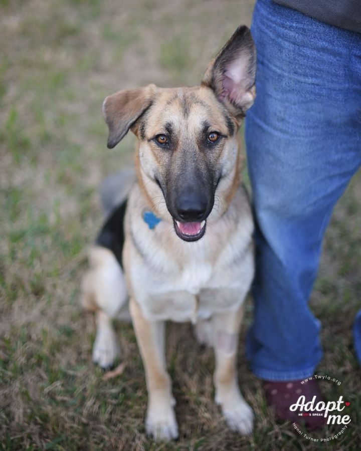Paris, an adoptable German Shepherd Dog in Kingwood, TX_image-4