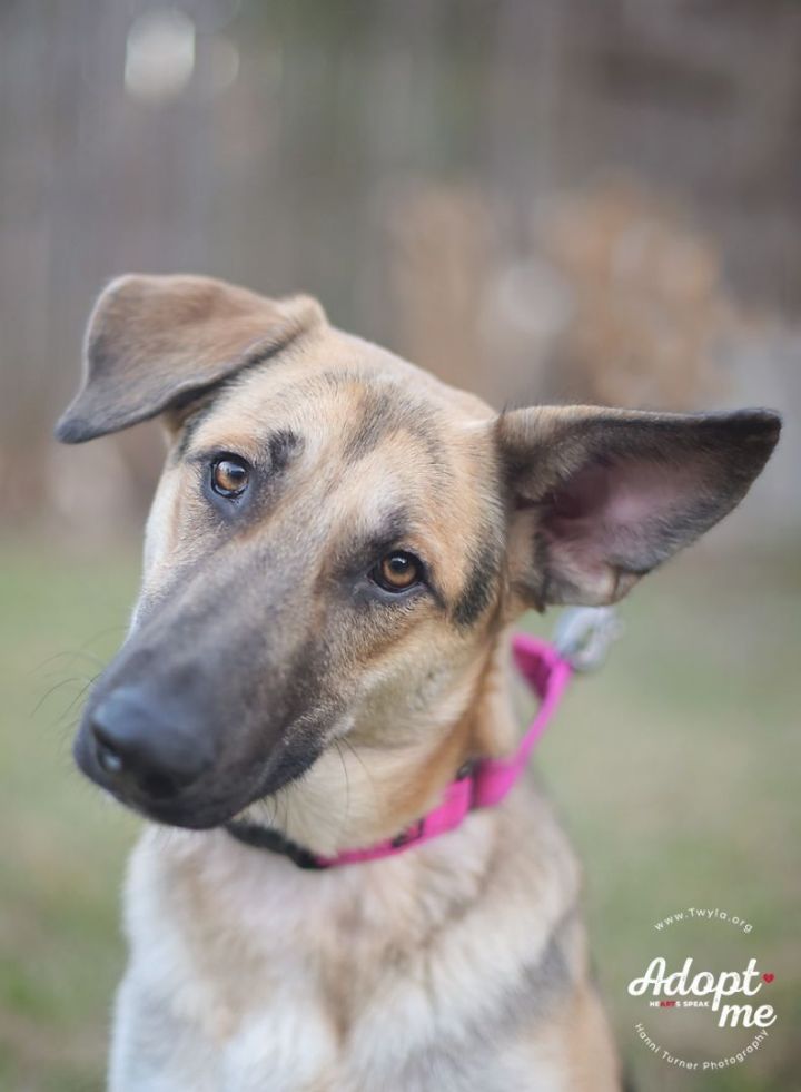 Paris, an adoptable German Shepherd Dog in Kingwood, TX_image-6