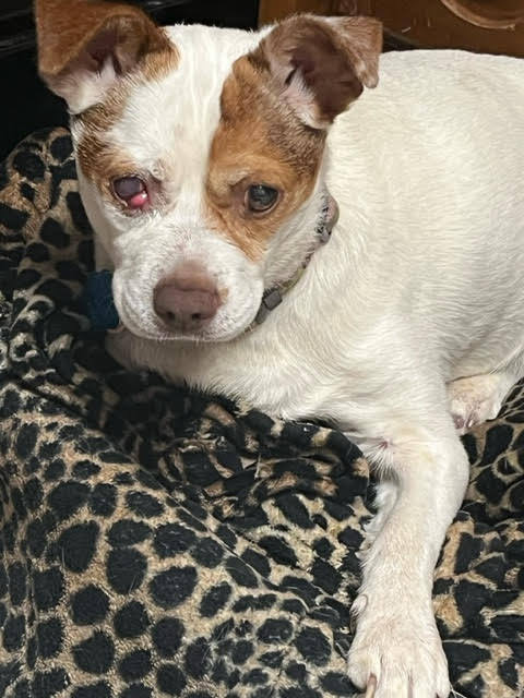 Jack russell for hot sale adoption near me