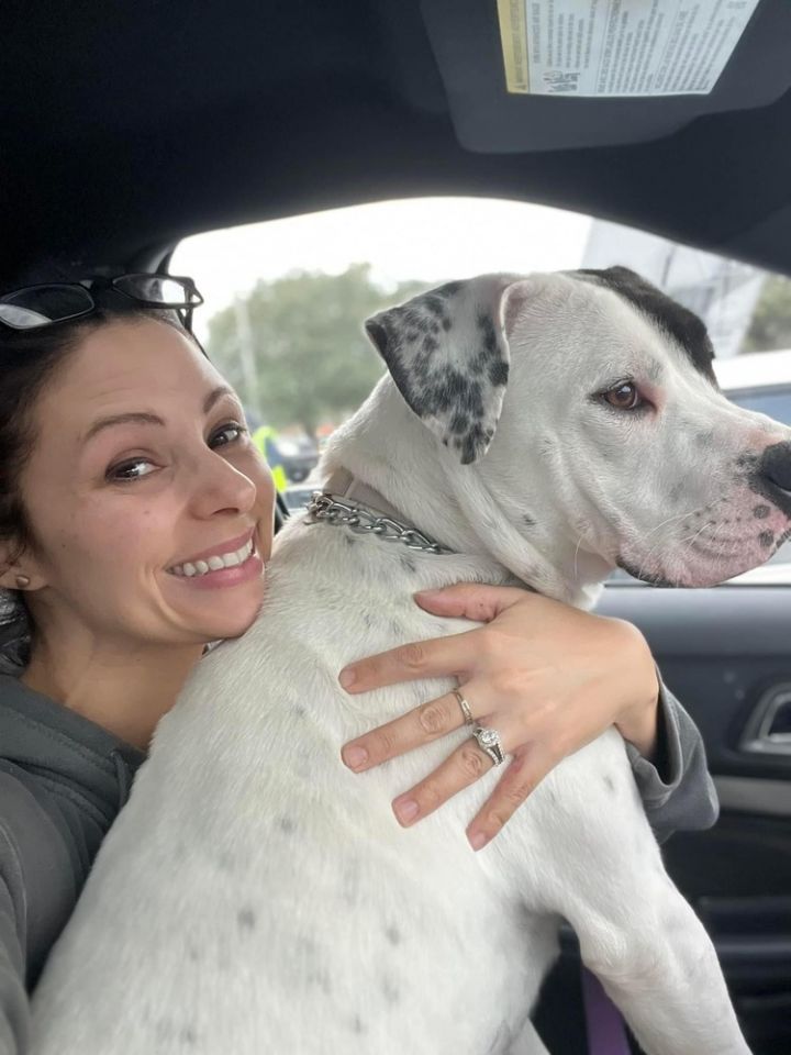 Freyja, an adoptable Terrier Mix in Savannah, GA_image-3