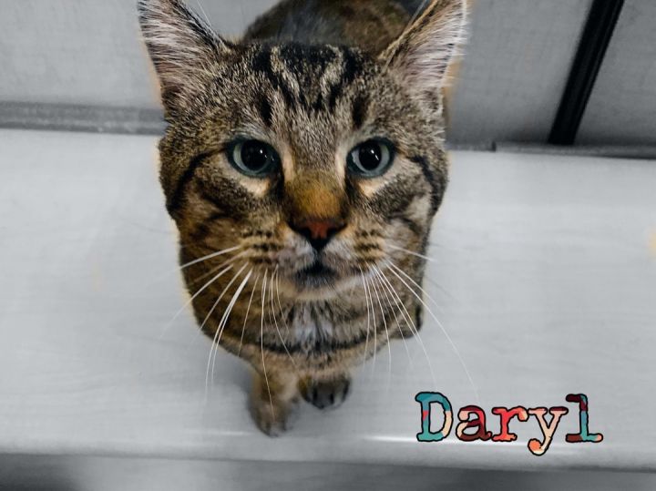 Daryl, an adoptable Domestic Short Hair in Syracuse, NY_image-1