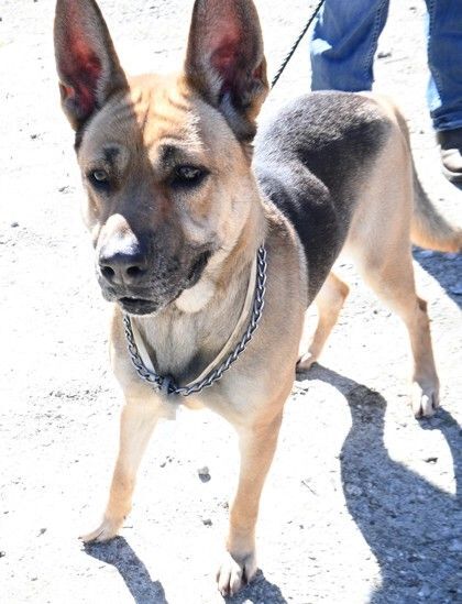 Laika, an adoptable German Shepherd Dog Mix in Ridgeland, SC_image-1