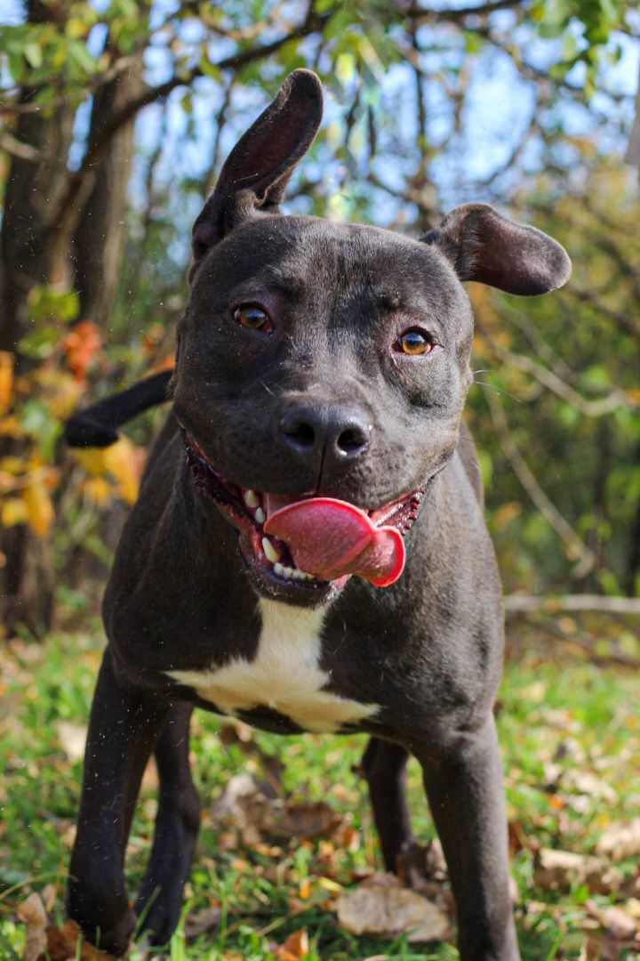 Cheddar, an adoptable Pit Bull Terrier Mix in Bridgeport, CT_image-2