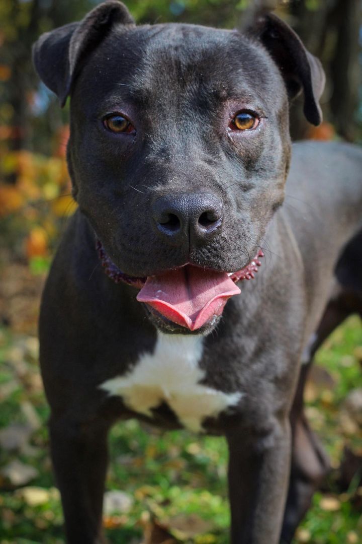 Cheddar, an adoptable Pit Bull Terrier Mix in Bridgeport, CT_image-3