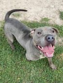 BOY's profile on Petfinder.com