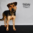 HALSEY's profile on Petfinder.com