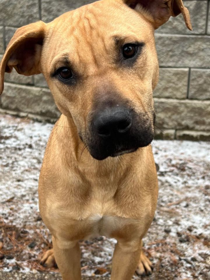 Amina in NH , an adopted Black Mouth Cur & Boxer Mix in Manchester, NH_image-2