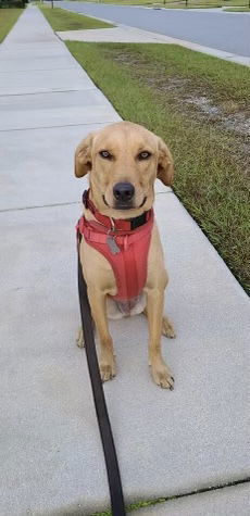 Sandee *FH, an adoptable Retriever in Sanford, FL, 32771 | Photo Image 1