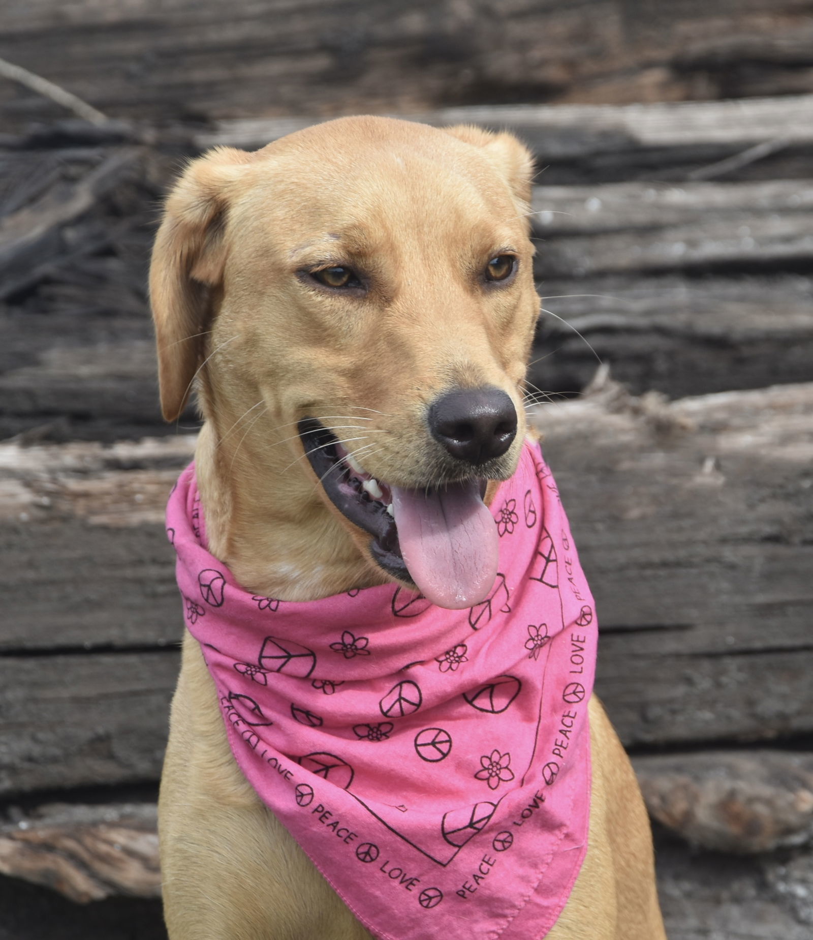 Sandee *FH, an adoptable Retriever in Sanford, FL, 32771 | Photo Image 2