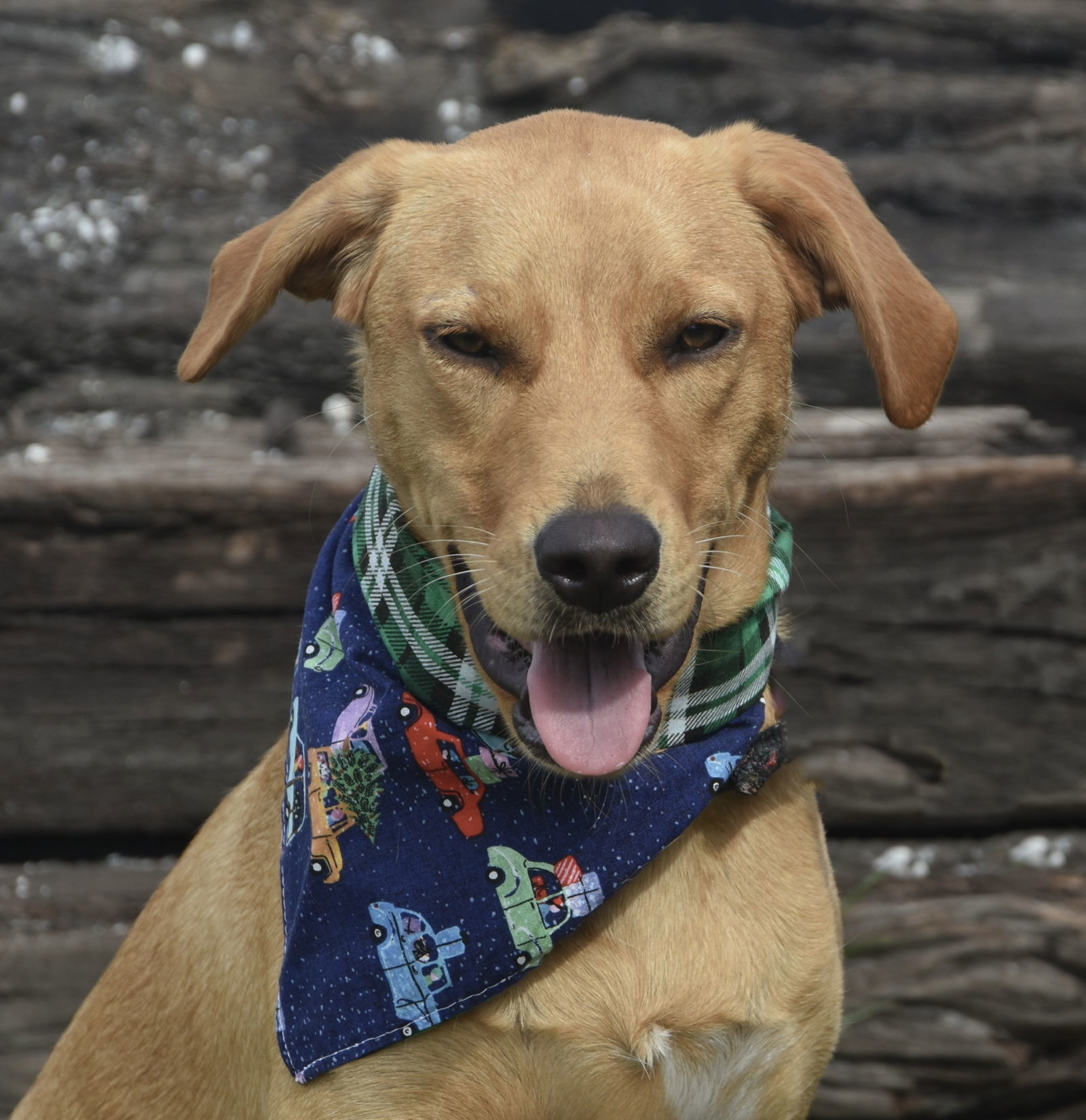 Sandee *FH, an adoptable Retriever in Sanford, FL, 32771 | Photo Image 3